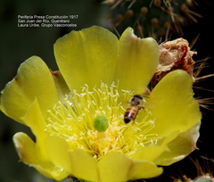 Opuntia