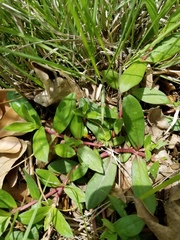 Ludwigia repens