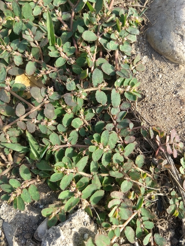 Image of Euphorbia dioeca by (c) Juan Cruzado Cortés, some rights reserved (CC BY-SA)