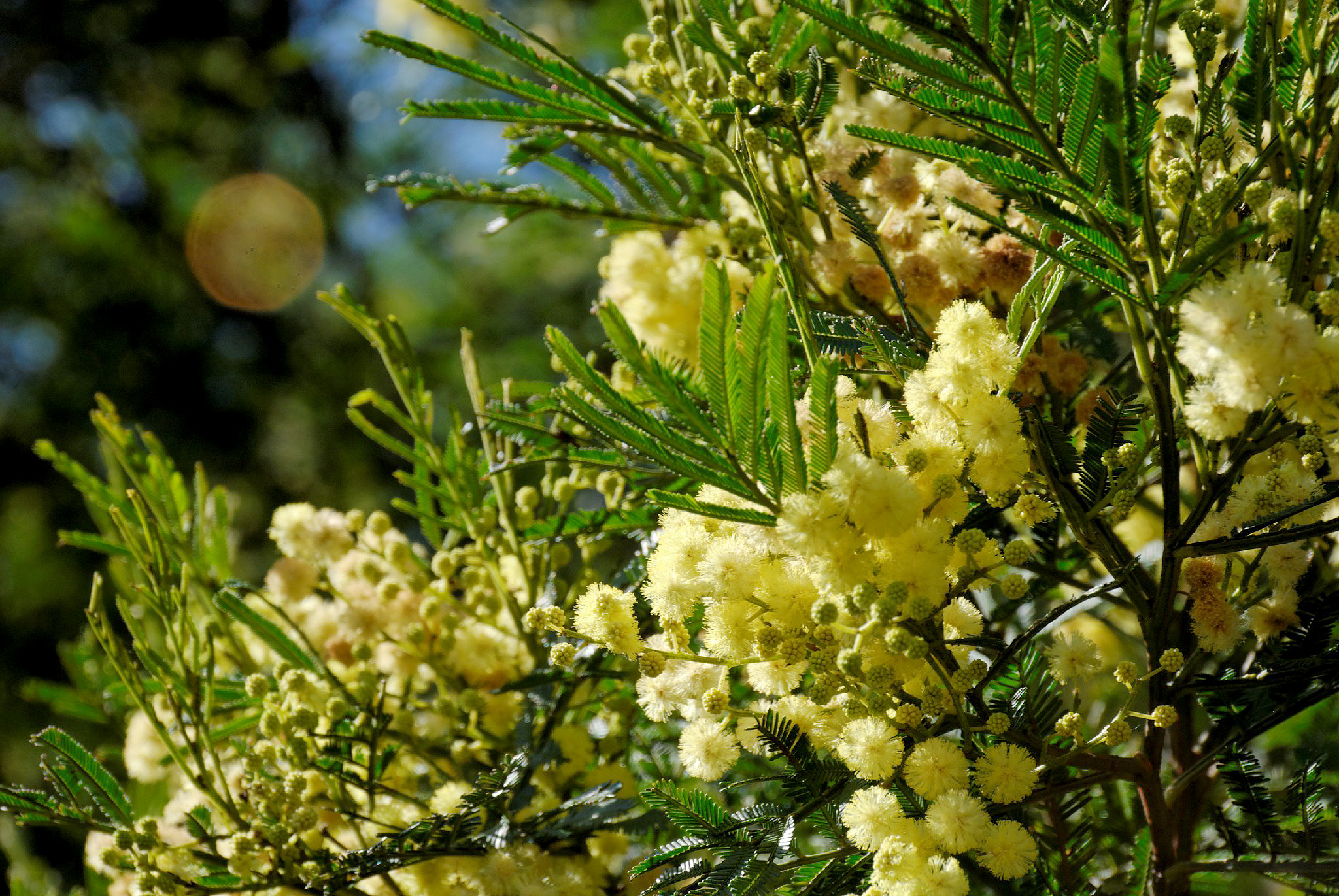 Acacia parramattensis