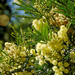 Acacia parramattensis - Photo (c) Tony Rodd, algunos derechos reservados (CC BY-NC-SA)