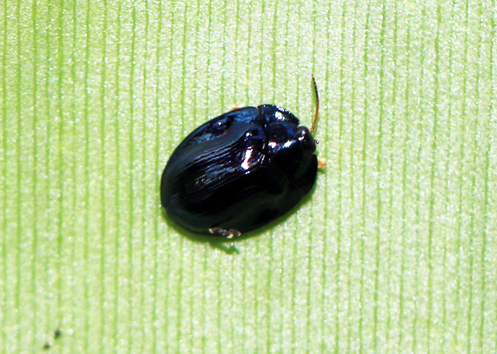 Imatidium banghaasi