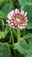 Trifolium hybridum