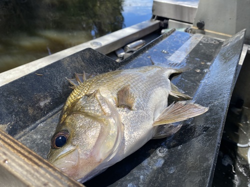 Estuariumbaars (Macquaria colonorum) — Percichthyidae — 5