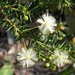 Acacia ulicifolia - Photo (c) HankyHelper,  זכויות יוצרים חלקיות (CC BY-NC-SA)