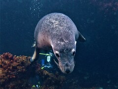 Australian Sea Lion photo 3