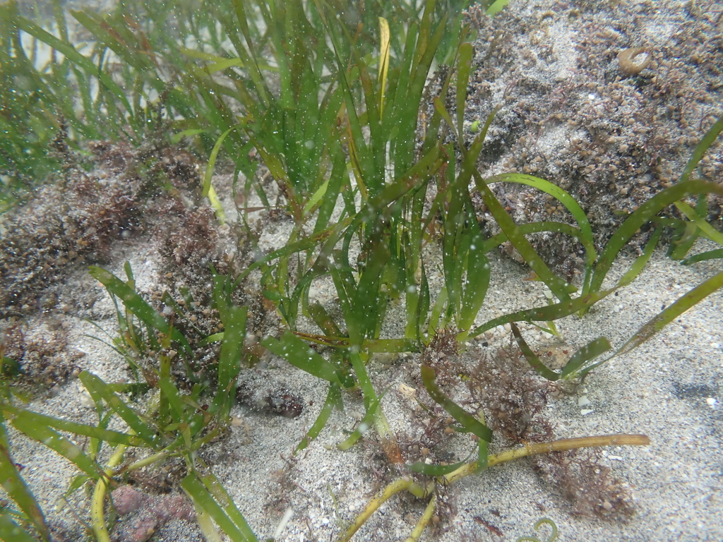 Oceana serrulata (Oceana serrulata)