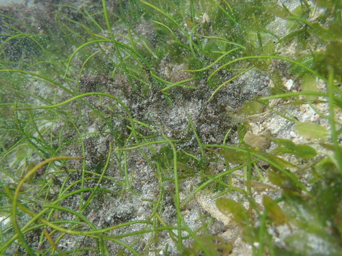 Photo of Cylindrical Seagrass (Syringodium isoetifolium)
