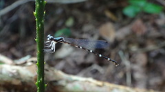 Protosticta taipokauensis