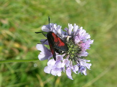 Zygaena minos
