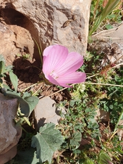 Mallow (Malope malacoides)