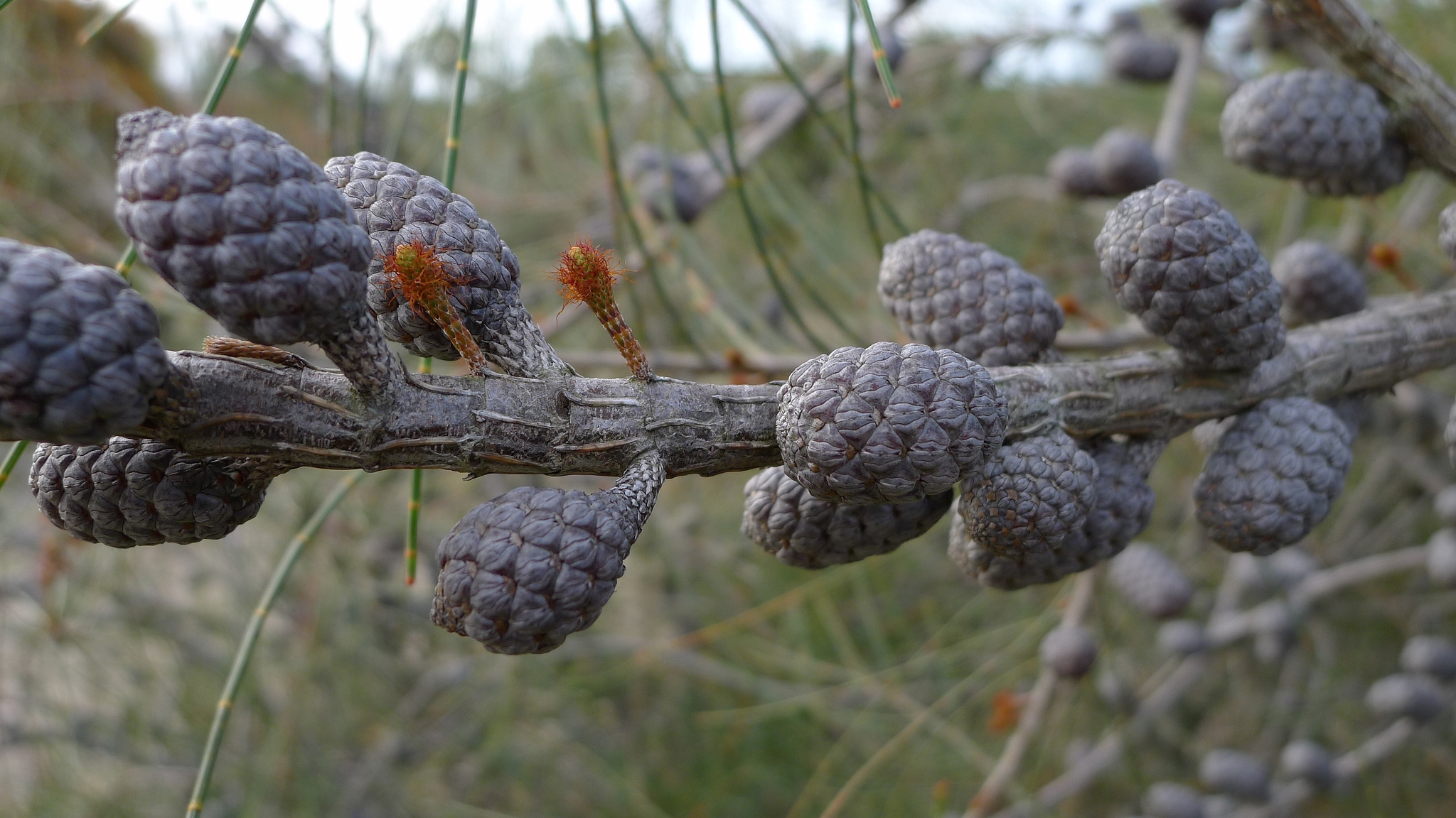 Allocasuarina distyla