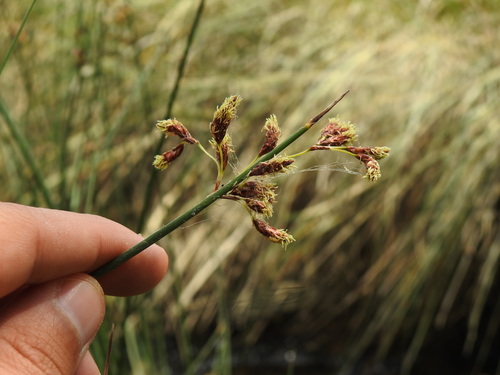 Schoenoplectus litoralis (Schoenoplectus litoralis)