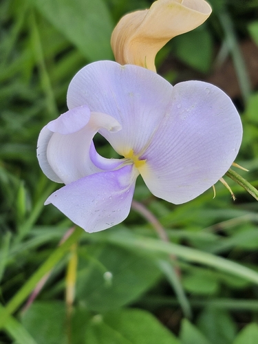Image of Vigna vexillata by (c) ritirene, some rights reserved (CC BY)