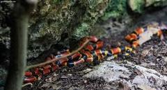 Micrurus browni