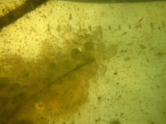 Ambystoma gracile