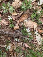 Cardamine parviflora