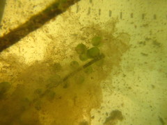 Ambystoma gracile