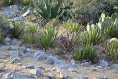 Agave lechuguilla