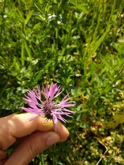 Galactites tomentosus