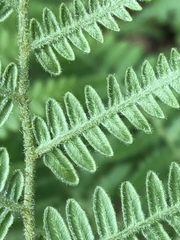 Pteridium aquilinum feei