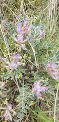 Astragalus shortianus