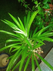 Pandanus amaryllifolius
