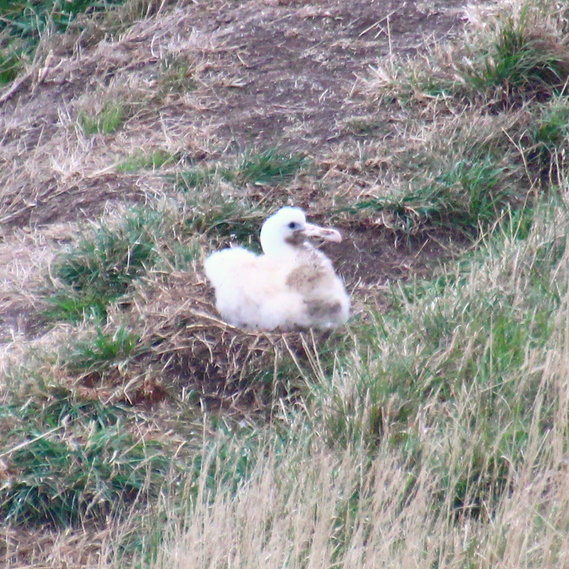 Northern Royal Albatross (Diomedea sanfordi)