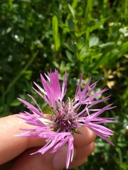 Galactites tomentosus