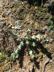 Euphorbia stellata