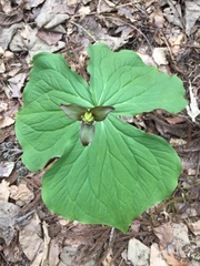 Trillium apetalon