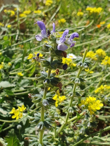 Image of Salvia clandestina by (c) Mehdi Chetibi, some rights reserved (CC BY)