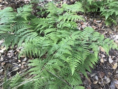 Pteridium aquilinum feei