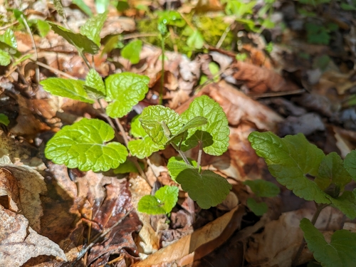 Image of Meehania cordata by (c) Harold Smith, some rights reserved (CC BY)