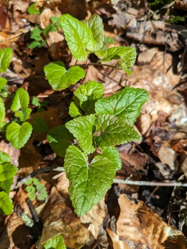 Image of Meehania cordata by (c) Harold Smith, some rights reserved (CC BY)