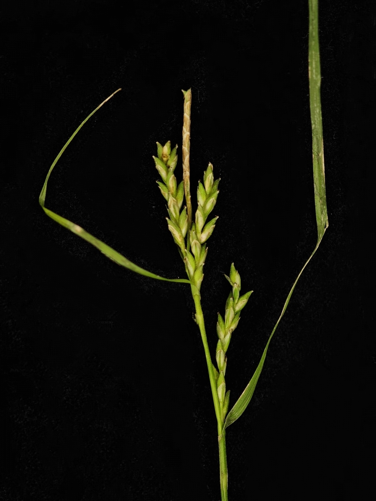 Carex genkaiensis