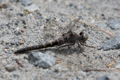 Williamsonia lintneri