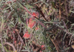 Contarinia zauschneriae