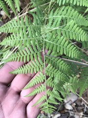 Pteridium aquilinum feei