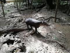 Tapirus