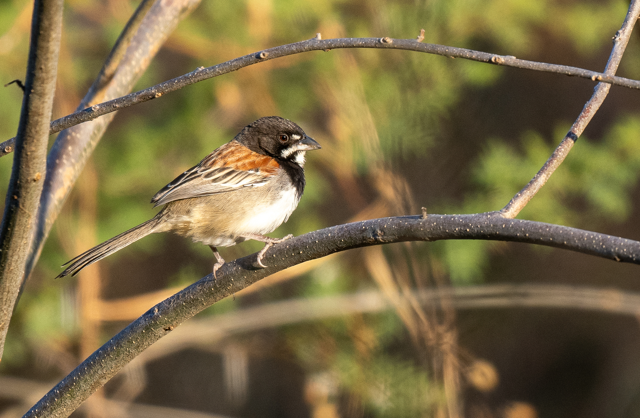Black-chested Sparrow (Peucaea humeralis), photo 4