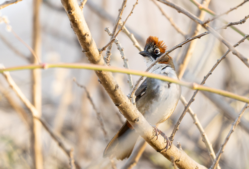 Rusty-crowned Ground Sparrow (Melozone kieneri), photo 7