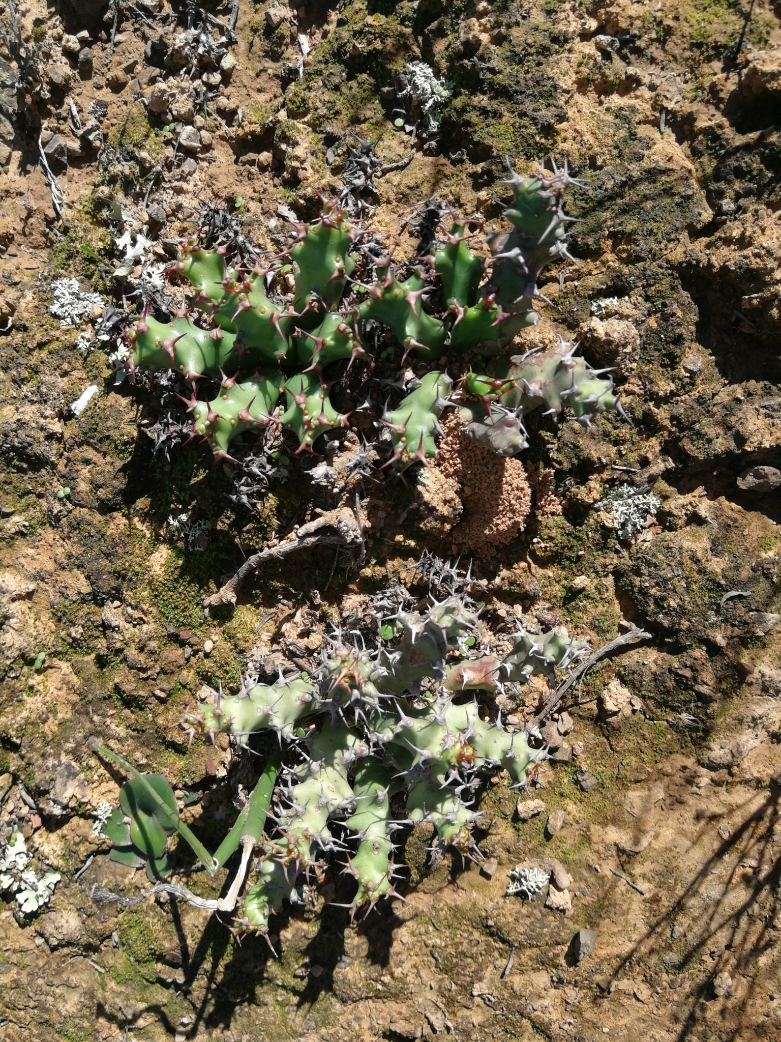 Euphorbia stellata