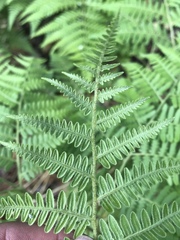 Pteridium aquilinum feei