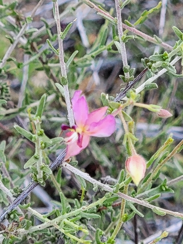 Image of Krameria ramosissima by (c) Navin Sasikumar, some rights reserved (CC BY)