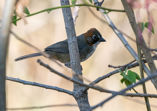 Rusty-crowned Ground Sparrow (Melozone kieneri), photo 10