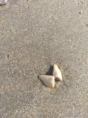 Donax punctatostriatus