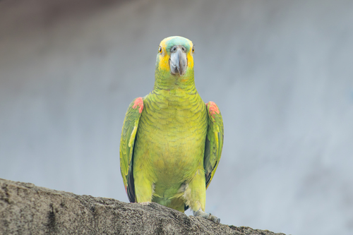 Turquoise-fronted Amazon