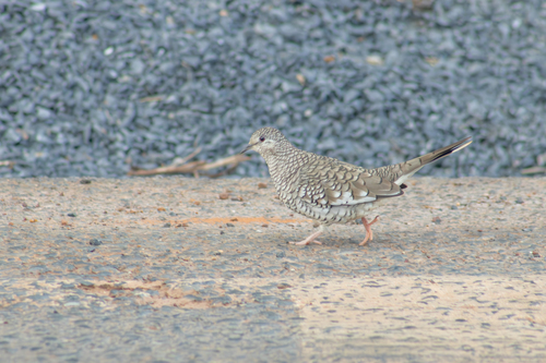Scaled Dove