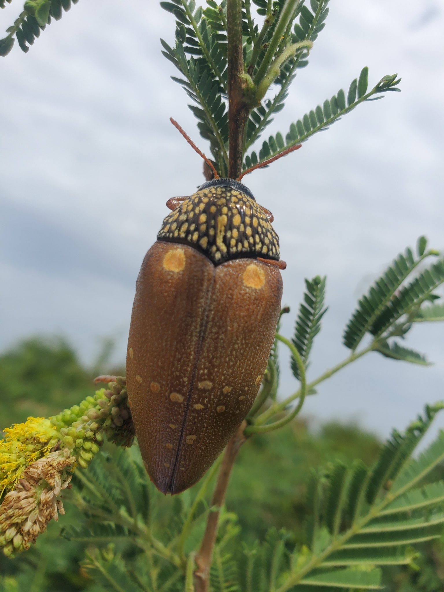 Sternocera castanea